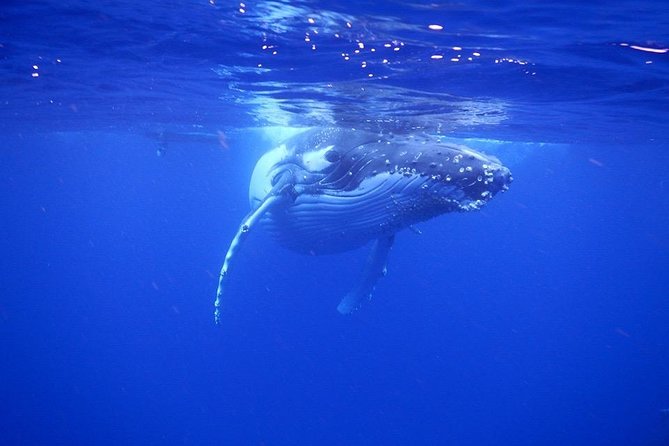 Humpback Whale Swim from Tongatapu island with transfers & lunch - Practical Details Before You Reserve