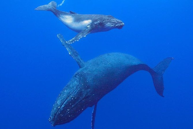 Humpback Whale Swim from Tongatapu island with transfers & lunch - Choosing Between Swimming and Watching