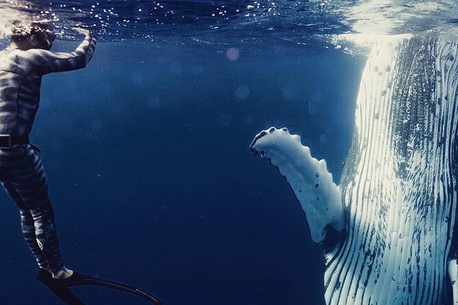 Humpback whale watching and marine life in Moorea - Key points before you book