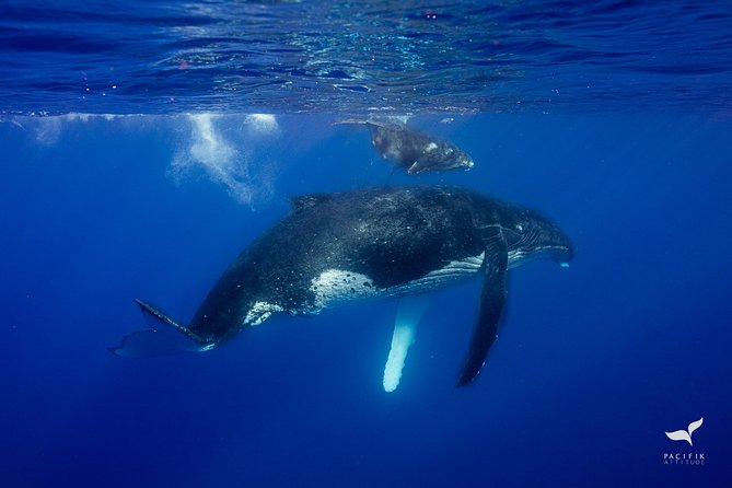 Humpback whale watching and marine life in Moorea - Dolphins, turtles, rays, and reef fish
