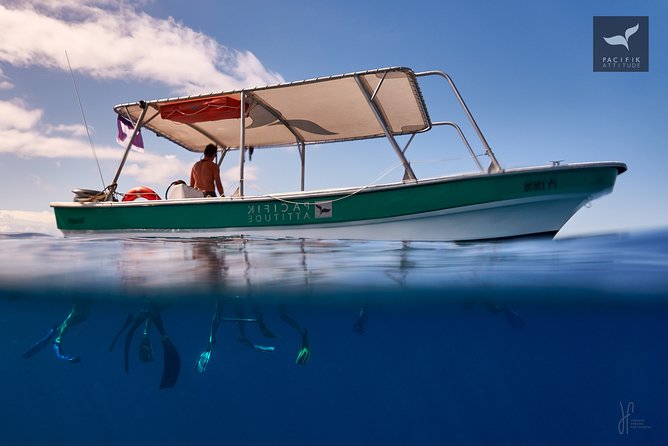Humpback whale watching and marine life in Moorea - Early morning departures and meeting points