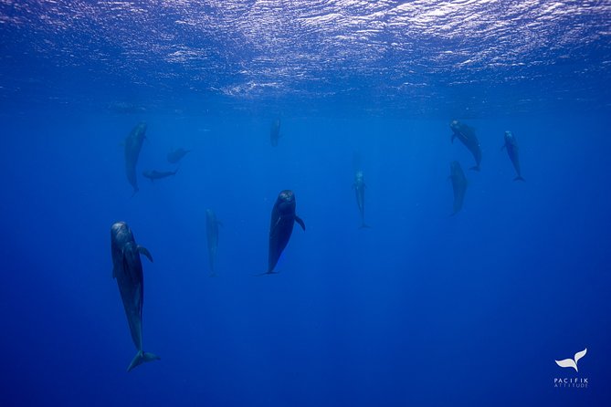 Humpback whale watching and marine life in Moorea - Sea conditions, comfort, and group size