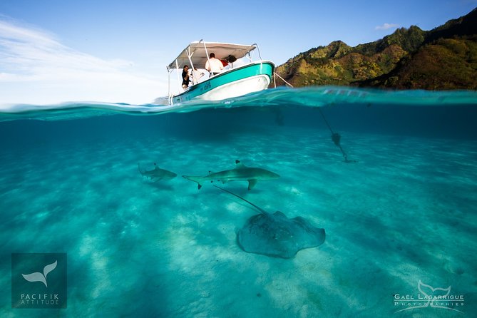 Humpback whale watching and marine life in Moorea - Is $327.95 a fair price?
