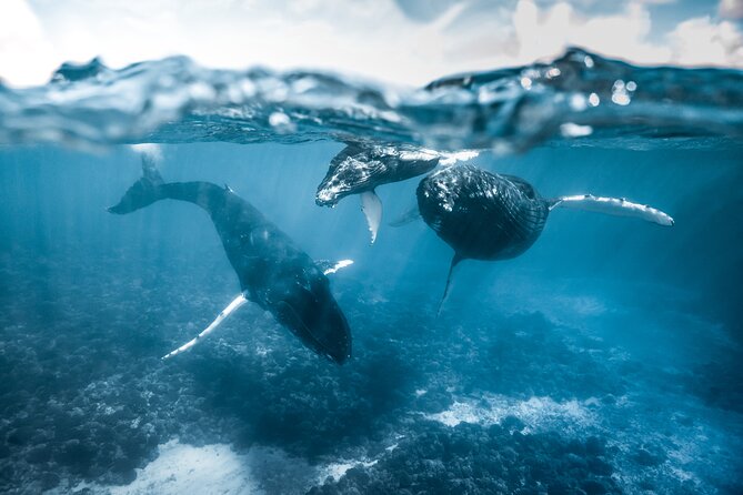 Humpback whale watching and marine life in Moorea - Watching whales from the boat