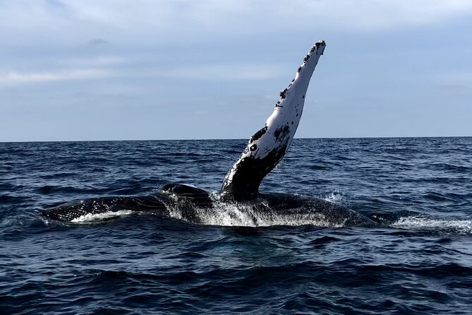 Humpback Whale Watching • Private Tour • Punta Mita - Why this short Punta Mita whale trip works