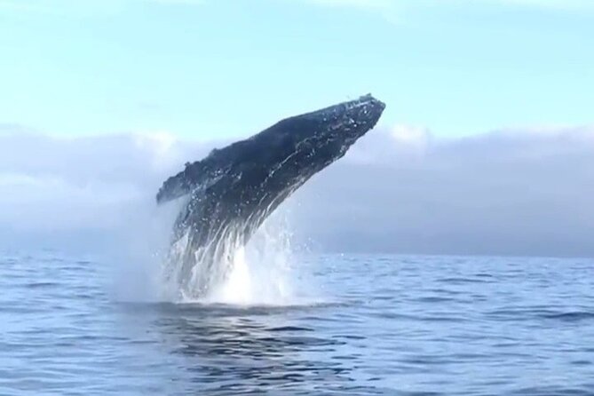 Humpback Whale Watching • Private Tour • Punta Mita - Searching the water for humpback whales