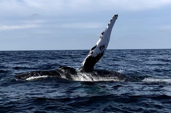 Humpback Whale Watching • Private Tour • Punta Mita - What the private boat changes