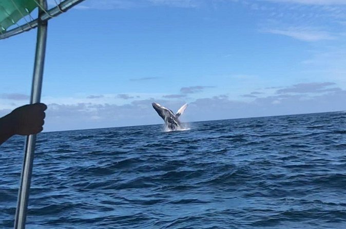 Humpback Whale Watching • Private Tour • Punta Mita - A closer look at the 90-minute schedule