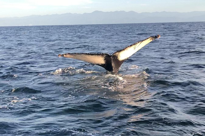 Humpback Whale Watching • Private Tour • Punta Mita - What is included, and what you still need