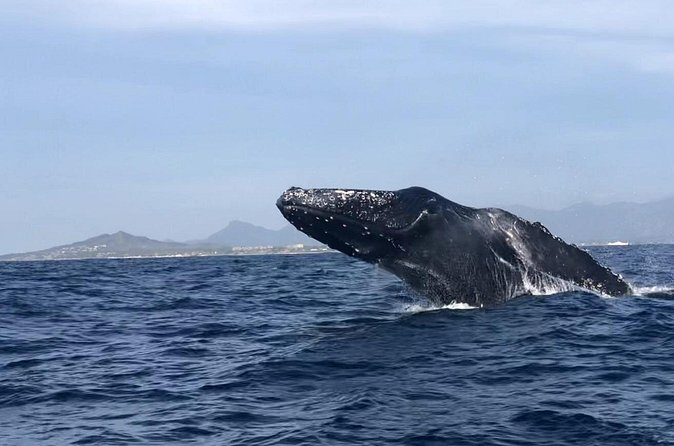 Humpback Whale Watching • Private Tour • Punta Mita - Who will get the most from this experience
