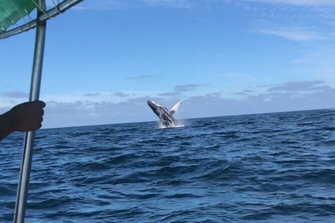 Humpback Whale Watching • Private Tour • Punta Mita - Practical limits you should know