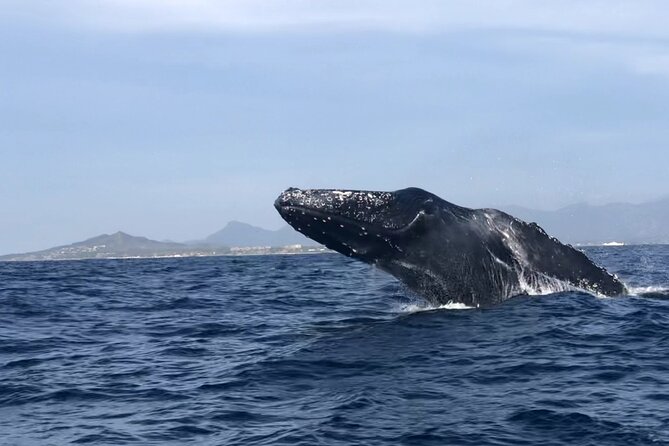 Humpback Whale Watching • Private Tour • Punta Mita - Watching whales without chasing the show