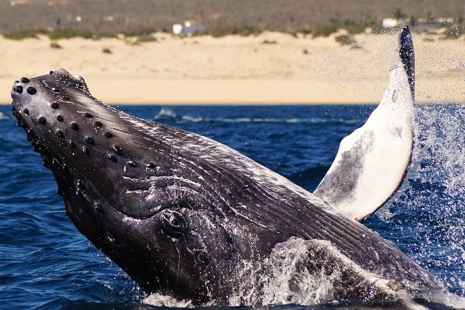 Humpback Whales in Cabo San Lucas - Why this Cabo whale tour is worth your morning