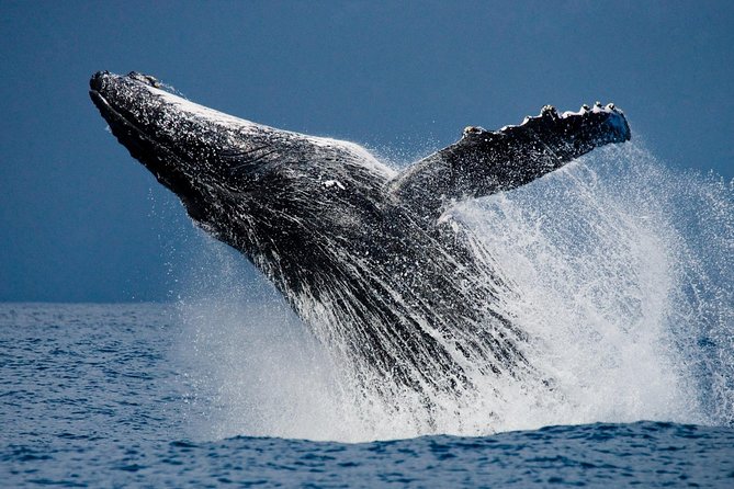 Humpback Whales in Cabo San Lucas - Searching the Pacific or the Sea of Cortez