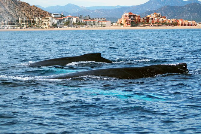 Humpback Whales in Cabo San Lucas - Boat comfort, safety, and seasickness