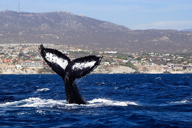 Humpback Whales in Cabo San Lucas - Who should book this Cabo whale-watching trip?