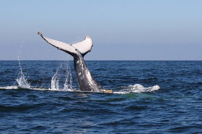 Humpback whales Watching + Samana Eco-Tour - Leaving Punta Cana at 6 a.m.