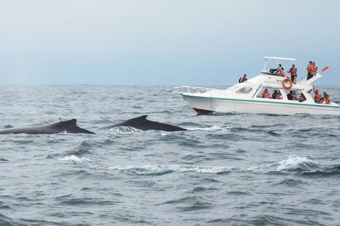 Humpback whales Watching + Samana Eco-Tour - Cayo Levantado, also called Bacardi Island