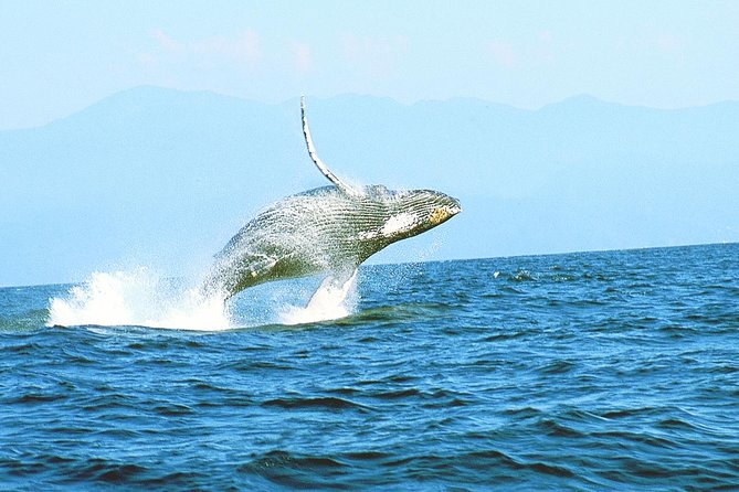 Humpback whales Watching + Samana Eco-Tour - Sabana de la Mar and the boat departure