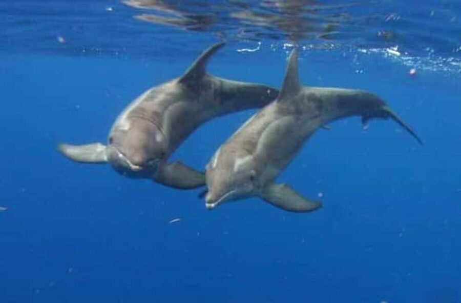 Hurghada: Orca Hyperion Semi-Submarine Tour with Snorkeling - Practical tips for a smoother outing
