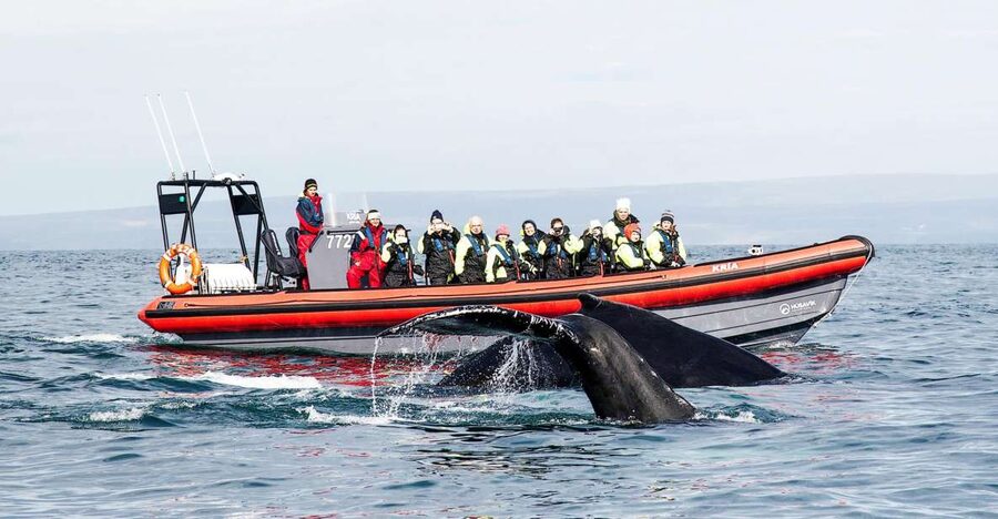Húsavík: Big Whales and Puffin Island Speedboat Tour - Key points before you book