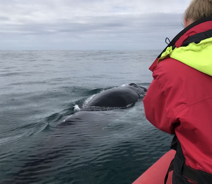 Húsavík: Big Whales and Puffin Island Speedboat Tour - Who should book the Big Whales and Puffin Island tour?