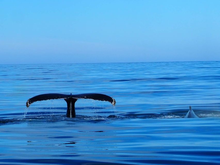Húsavík: Big Whales and Puffin Island Speedboat Tour - Why the small RIB makes a difference in Skjálfandi Bay