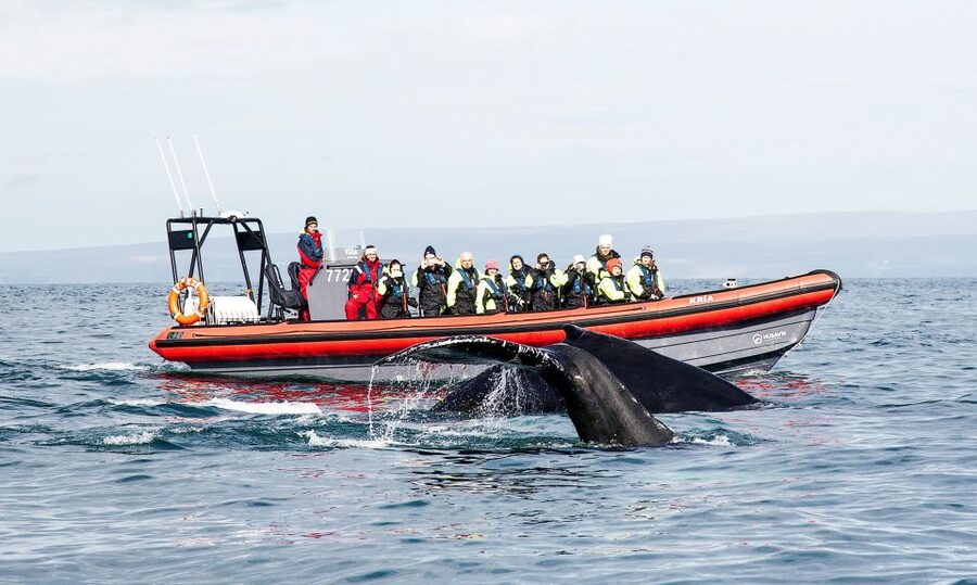 Húsavík: Big Whales and Puffin Island Speedboat Tour - Lundey Island and its puffins