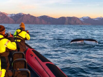 Húsavík: Big Whales and Puffin Island Speedboat Tour