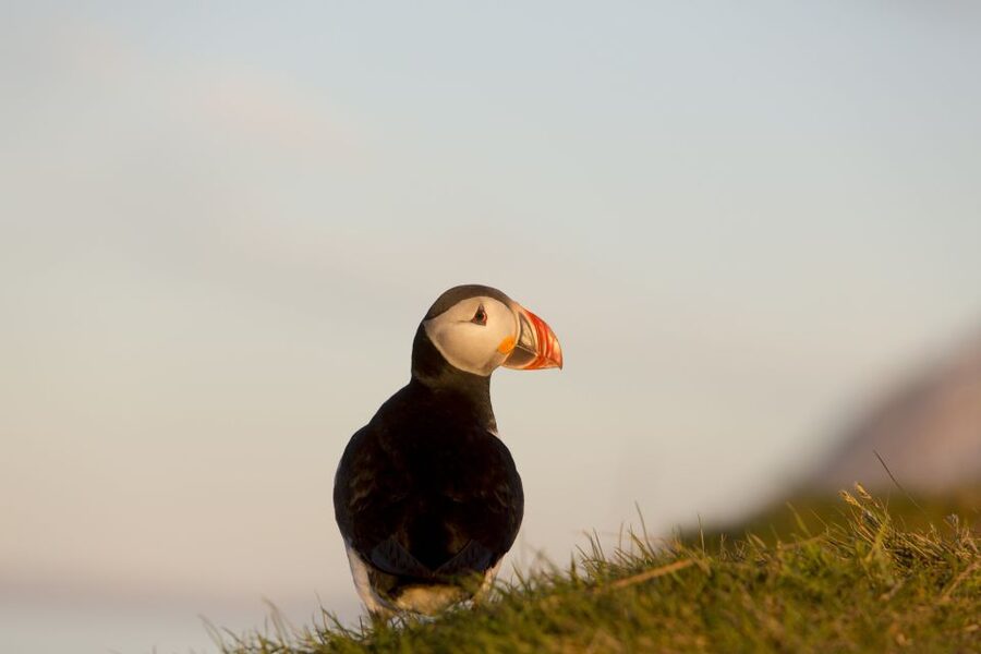 Húsavík: Big Whales and Puffin Island Speedboat Tour - What the speed and exposure feel like