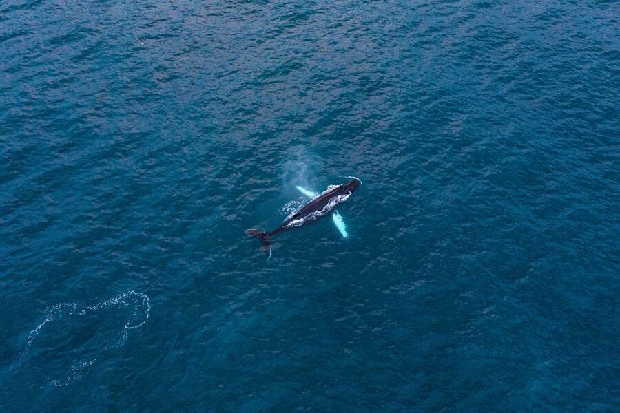Húsavík: Big Whales and Puffin Island Speedboat Tour - Is $198 good value for two hours?