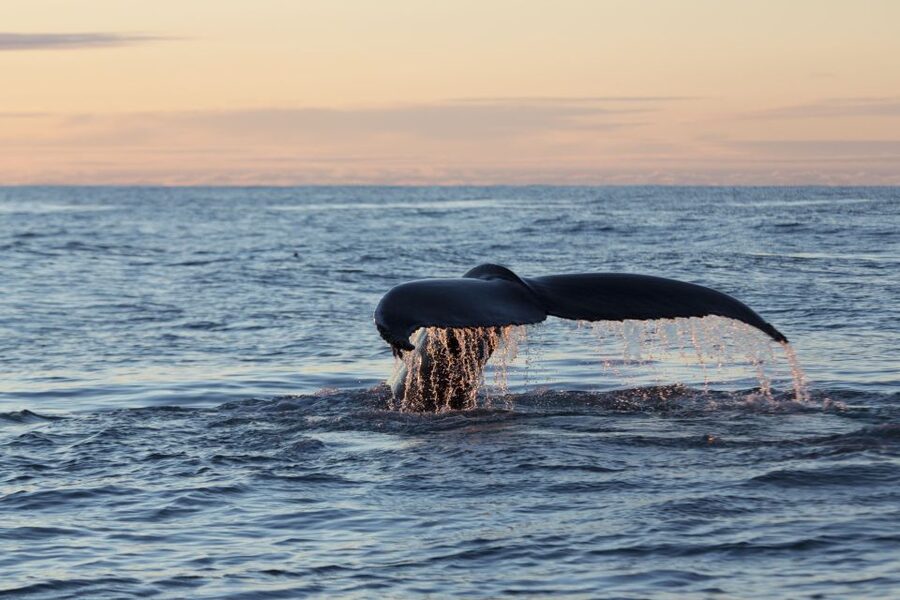 Húsavík: Big Whales and Puffin Island Speedboat Tour - Practical details that affect your booking