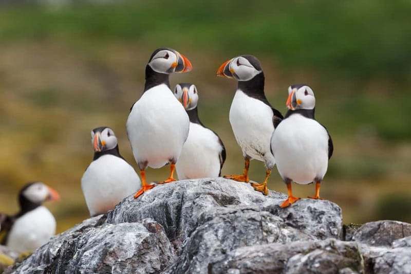 Húsavík: Original Big Whale Safari & Puffins by Speedboat - Who should choose this tour?