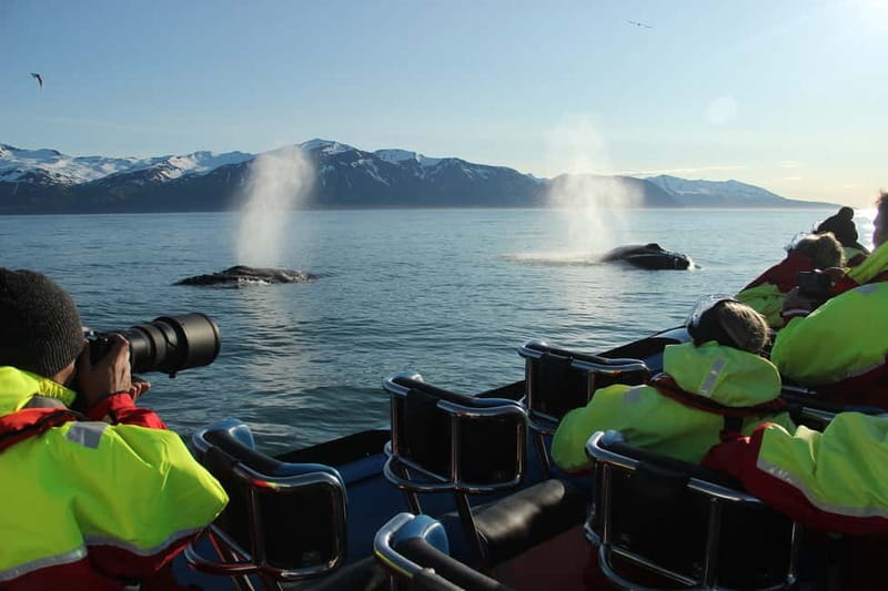 Húsavík: Original Big Whale Safari & Puffins by Speedboat - Why the RIB makes a difference in Húsavík