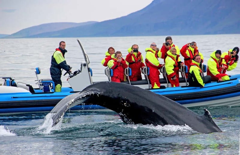 Húsavík: Original Big Whale Safari & Puffins by Speedboat - Puffin Island from April to August
