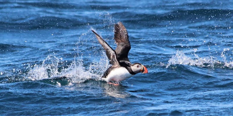 Húsavík: Original Big Whale Safari & Puffins by Speedboat - Searching Skjálfandi Bay for whales
