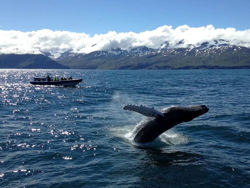 Húsavík: Original Big Whale Safari & Puffins by Speedboat - What the ride feels like