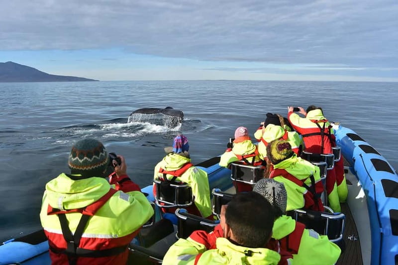 Húsavík: Original Big Whale Safari & Puffins by Speedboat - Guides, captains, and the quality of the commentary