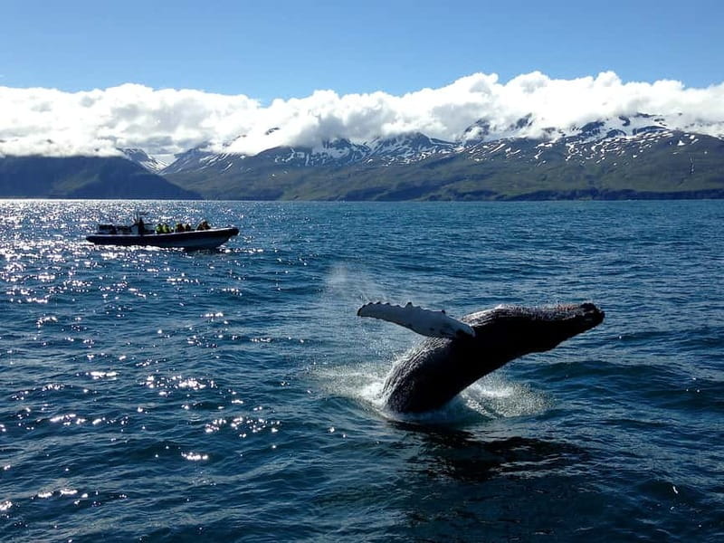 Húsavík: Original Big Whale Safari & Puffins by Speedboat - Planning your day around the two-hour trip