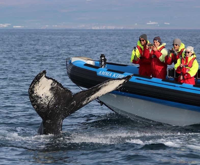 Húsavík: Original Big Whale Safari & Puffins by Speedboat - Meeting the crew and getting ready