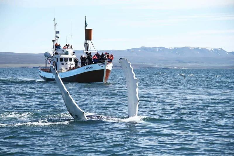 Húsavík: Traditional Whale Watching Tour - Key points to know before sailing
