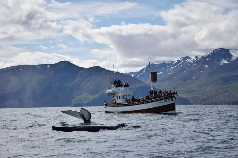 Húsavík: Traditional Whale Watching Tour - Best time and best strategy for booking