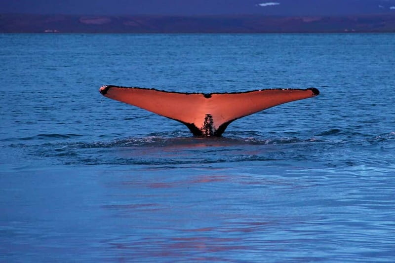 Húsavík: Traditional Whale Watching Tour - Getting ready for cold Icelandic water
