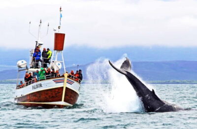 Húsavík: Traditional Whale Watching Tour