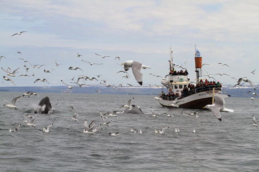 Húsavík: Traditional Whale Watching Tour - Searching Skjálfandi Bay for whales