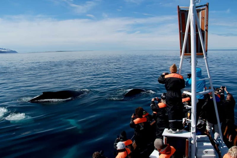 Húsavík: Traditional Whale Watching Tour - Guides who make the waiting worthwhile
