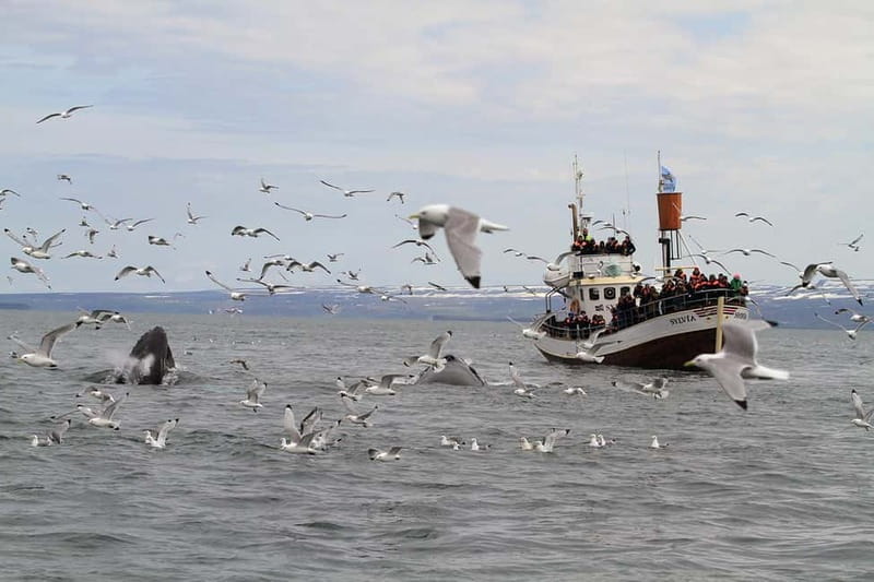 Húsavík: Traditional Whale Watching Tour - What a typical three-hour outing feels like