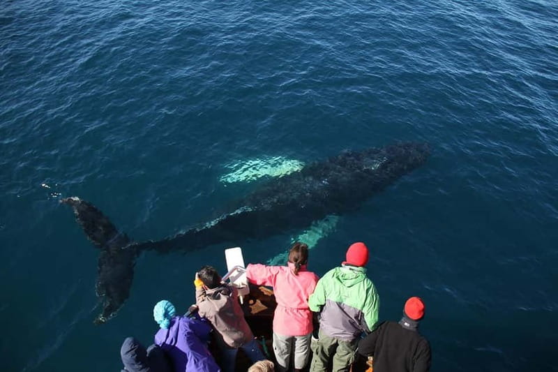 Húsavík: Traditional Whale Watching Tour - The wildlife promise, and its limits