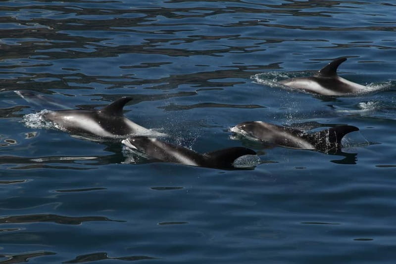 Húsavík: Traditional Whale Watching Tour - Family comfort and accessibility
