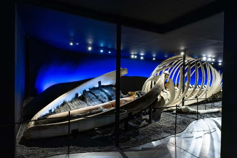 Húsavík: Whale Museum Entry Ticket - Key points to know before you go